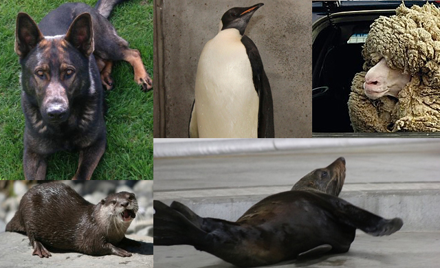 Power Rankings Of Animals That Became NZ Media Superstars For Some Stupid Reason