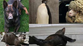 Power Rankings Of Animals That Became NZ Media Superstars For Some Stupid Reason