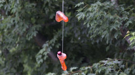 There Is A Dildo Epidemic Happening In Portland Right Now