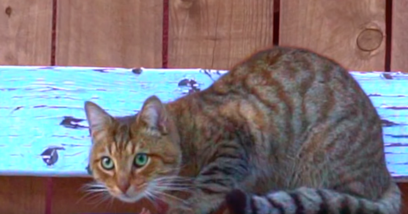 Watch the new Mac Demarco video for "Pickles"