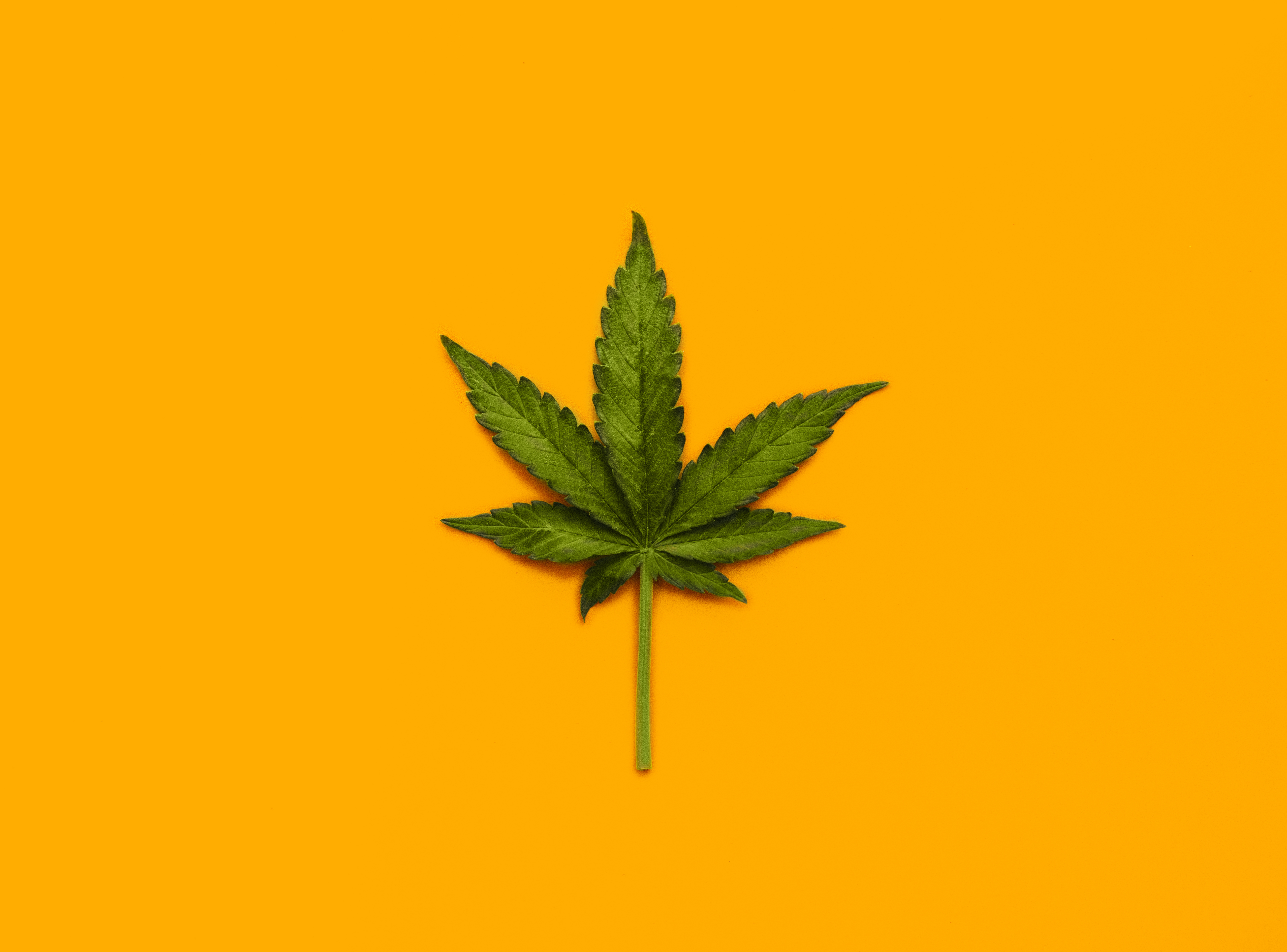 Netflix has a Weed-Based Competitive Cooking Show