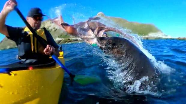 Seal slaps Kaikōura kayaker in the face with an octopus