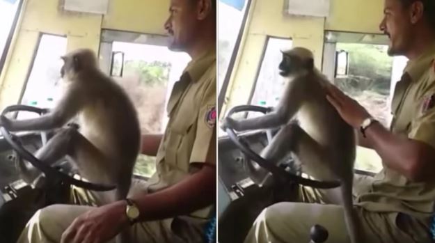 Indian Bus Driver suspended for letting monkey drive