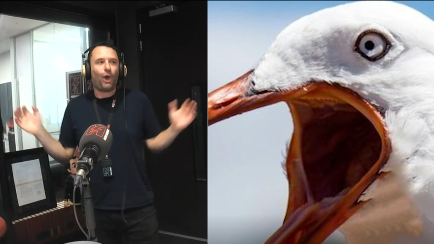 Introducing G Lane; NZ's Premier Seagull Impersonator