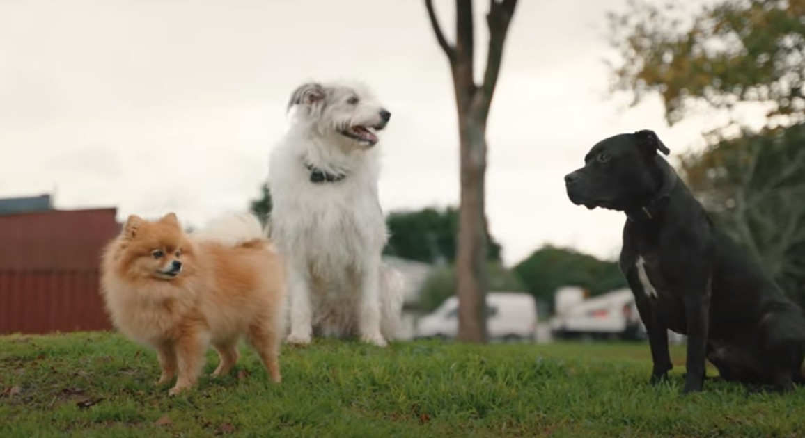 Watch the brand new video for the Shapeshifter song "Life"