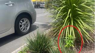 A customer claims to have found a cannabis plant growing in a Hamilton Pak'nSave carpark bush. Photo / Supplied