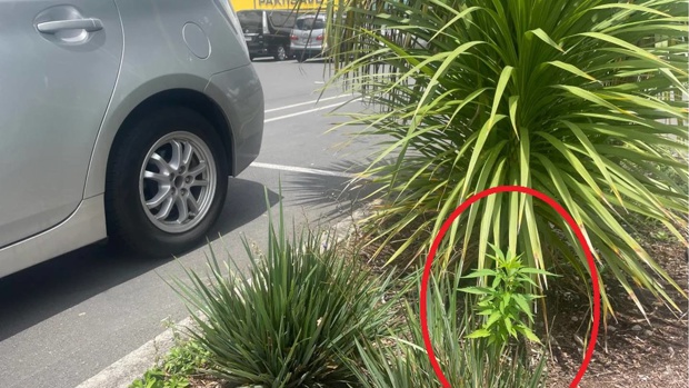 A customer claims to have found a cannabis plant growing in a Hamilton Pak'nSave carpark bush. Photo / Supplied