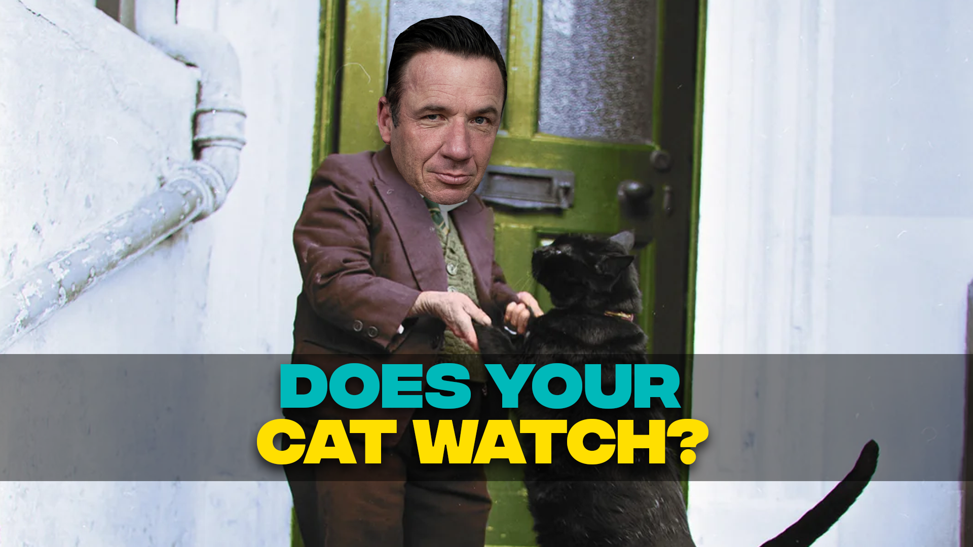 Does your cat watch?