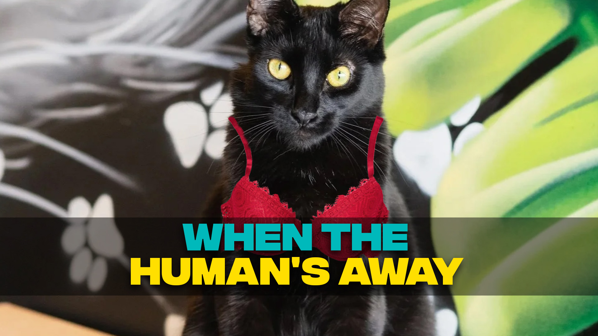 When the humans away