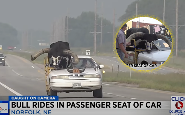 WATCH: Crazy man driving along highway, massive bull in the passenger seat