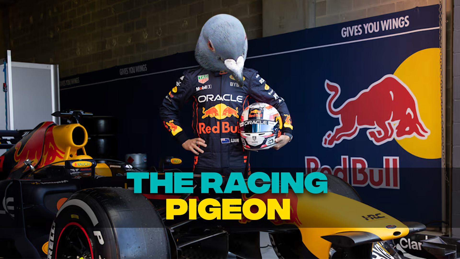 The Racing Pigeon