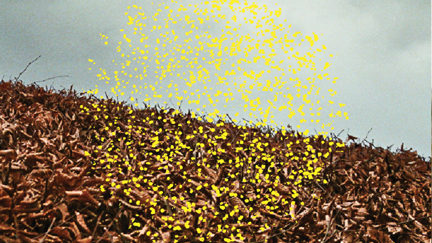 Angie's NZ Tune Of The Week With Jeff From NZ On Air - Pause Applause