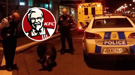 Police use KFC to capture wild pig in Waihi
