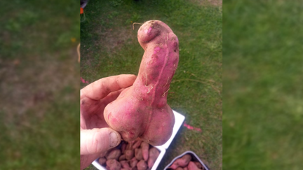 TradeMe has an auction for a C & B shaped Kumara