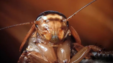 Name a Cockroach after your ex and watch an animal eat it on Valentine's Day