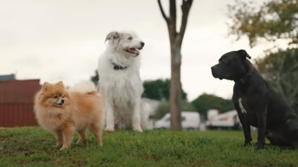 Watch the brand new video for the Shapeshifter song "Life"