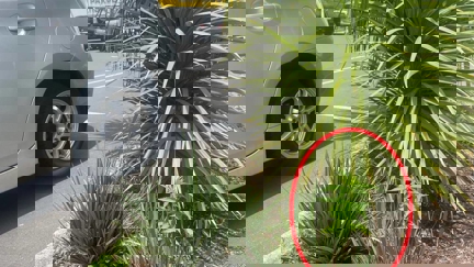 Cannabis plant growing in supermarket carpark garden