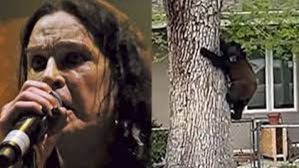 Park Rangers Blast Famous Metal Song To Get Bear Out Of Tree