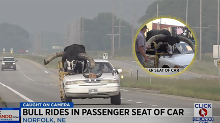 WATCH: Crazy man driving along highway, massive bull in the passenger seat