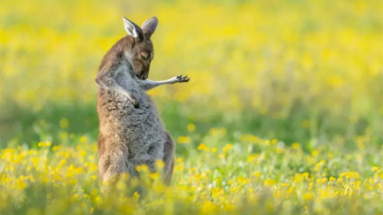 Kangaroo playing air guitar wins the Comedy Wildlife Photography Awards