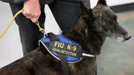 Black Keys, TOOL, Metallica & more use dogs to sniff out COVID on tour
