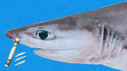 Cocaine fuelled sharks are now swimming in Brazil...