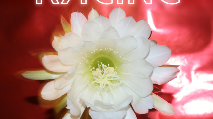 Racing - High For My Lovers